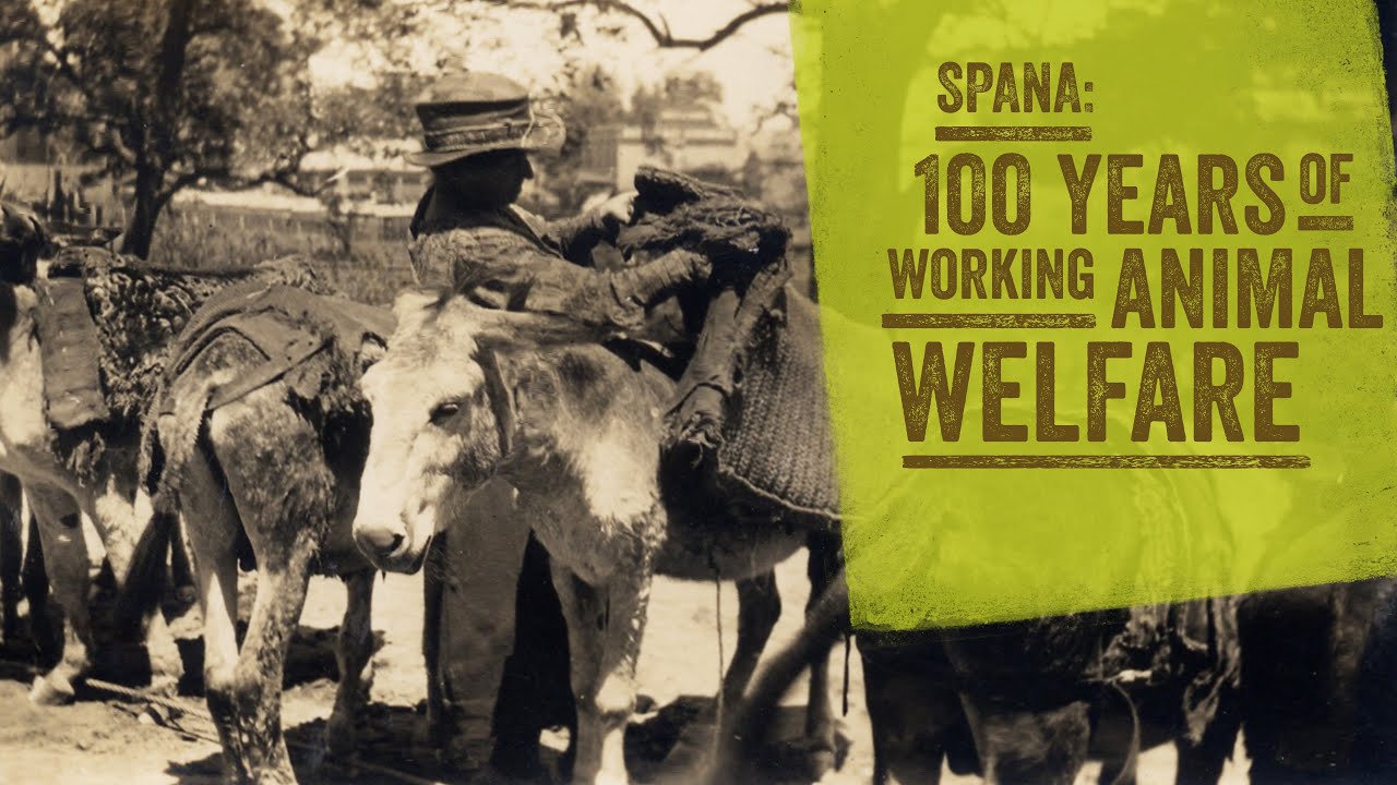 SPANA - 100 Years of Working Animal Welfare