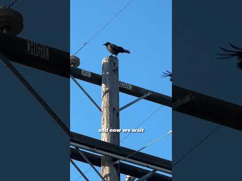 I trained crows to give me gifts