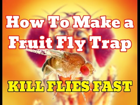 [NEW] How To Make Fruit Fly Trap With Apple Cider Vinegar (PROOF) - Get Rid Of Fruit Flies Fast [HD]
