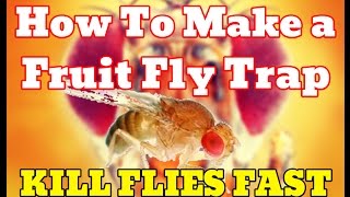 [NEW] How To Make Fruit Fly Trap With Apple Cider Vinegar (PROOF) - Get Rid Of Fruit Flies Fast [HD]