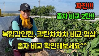 고추 농사 잘 짓는 법!! 칼탄차차차와 복합강인한 고추 종자 비교 영상!! 시범포 운영하고 있는 농사의여신의…