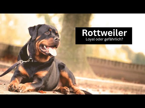 Rottweiler – Loyaler Beschützer oder gefährlicher Kampfhund? | Alles über die Rasse