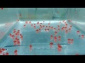 Lda16 Super Red Velo Alm