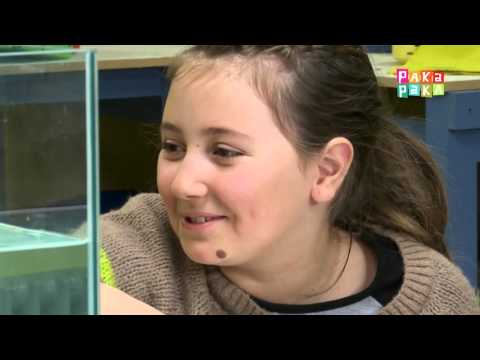 1,2,3 ¡A descubrir! - Peces - Canal Pakapaka