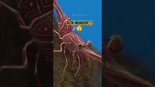 Download lagu Hewan Ini Lebih Cepat Mundur 😱 mp3