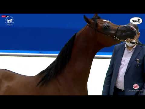 N 158 D SHEIMAZ   Dubai International Arabian Horse Championship 2021   Colts 3 Years Old Class 11