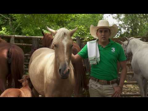 , title : 'Características del caballo cuarto de milla | La Finca de Hoy'