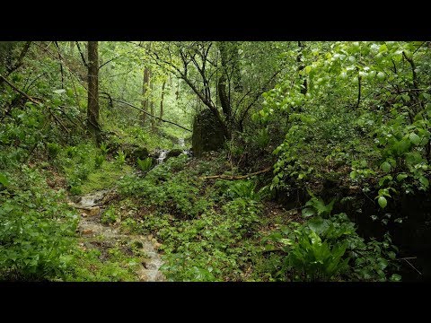 8 Hours of Rain Sound Relaxation / Rain in a Forest with a Gentle Stream