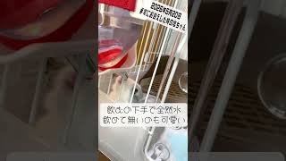 家族になったばかりの塩ちゃんが尊すぎる件🐰💭 #shorts