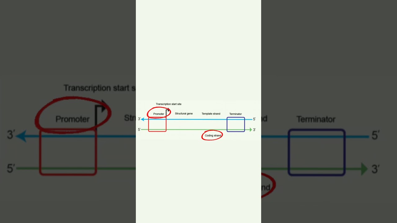 Transcription Unit | Molecular Basis of Inheritance #neet #biology #shorts