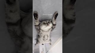 Download lagu Lagi santai kawan😺 #kucinglucu #cat #kucingbelangtiga #shortvideo #kucing #kucingsangar #catlover mp3