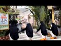 Madagascar Boogie Boogie