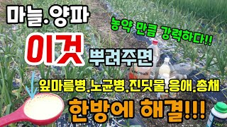마늘/양파에 이것 뿌리면 마늘이 웃자라지 않고 크고굵어지며 병해충도 한방에 해결!! 농약이 아닌데 효과도 좋…