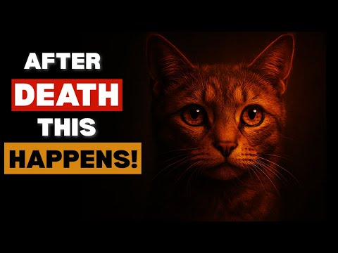 What Really Happens to Your Cat When They Die.