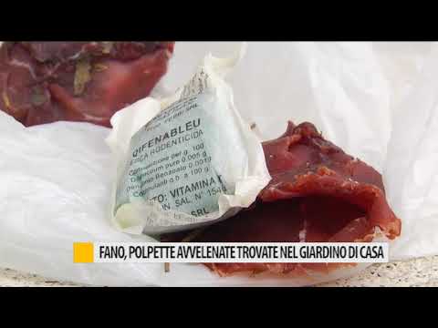 Fano, polpette avvelenate trovate nel giardino di casa