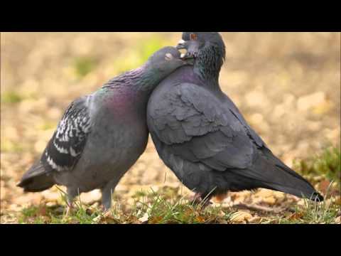 da janat marghay kamtaray (Ghani Khan) دَ جنت مرغئ کمترے ـ غنی خان