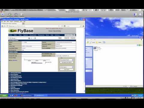 Bio 102 Bioinformatics & Genomics Lab Video 1: FlyBase