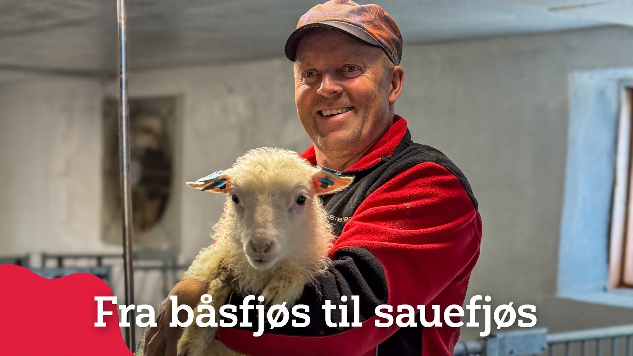 Fra båsfjøs til sauefjøs på Lesjaverk