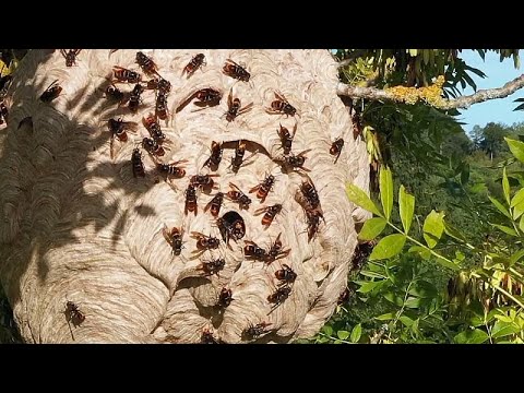 From hornets to algae: The growing threat of invasive alien species in Europe