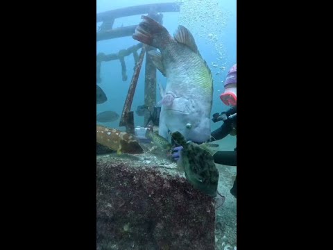 大魚讓潛水員幫自己敲開海螺#動物世界 #萬物皆有靈性 #海洋世界 #蘇眉魚