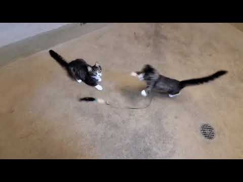 Luann A895510 and Chrissy A895511 (BOTH ADOPTED 8/30/25)