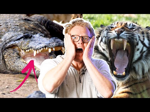 10 farligste dyr i verden | Sebastian Klein