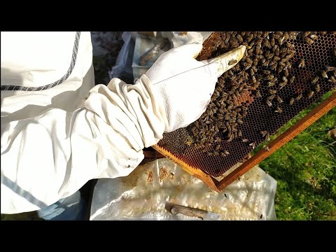 , title : 'Arıcılık - kıştan çıkan arının stok, kovan durumu ve ana arı kontrolü. 02/02/2020'