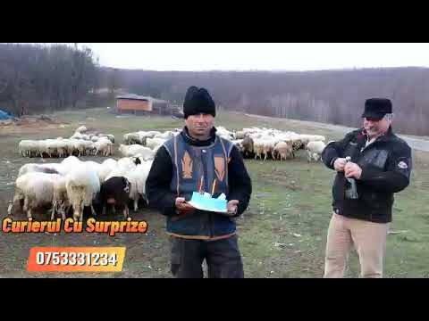 Com Lipova Sat Valea Caselor Jud Bacau