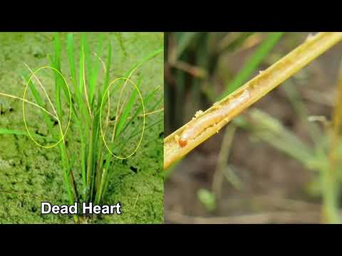 AGRAL PLUS field use