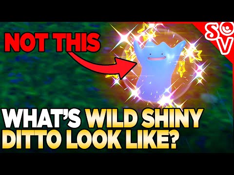 What Does Wild Shiny Ditto Look Like in Pokemon scarlet and Violet?