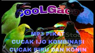 Download lagu SUARA PIKAT CUCAK IJO BIG DAN CUCAK BIRU  mp3