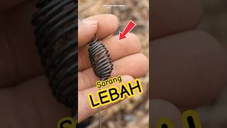 Download lagu The Consequences of Kidnapping the Queen Bee | Man Forces Bees to Build Hive mp3