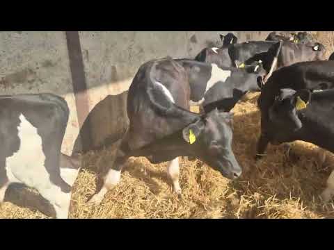 18 Super Friesian bull starters for sale - Image 2