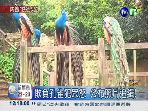 "孔雀開屏"偷拔毛 追緝缺德男!