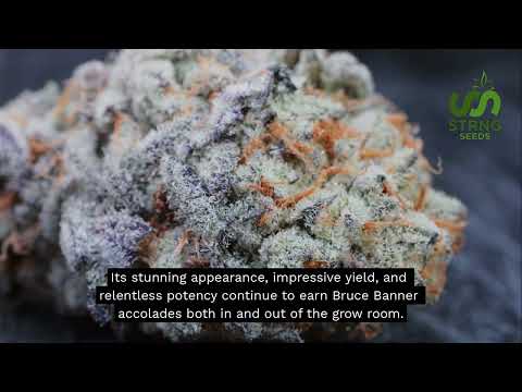 Bruce Banner Strain: Flavor, Potency and Growing Tips - STRNG Seeds