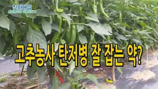 고추 탄저병 이거하나면 오케이! 탄저병약 추천 고추농사 재배 [시골농부 천하대감]