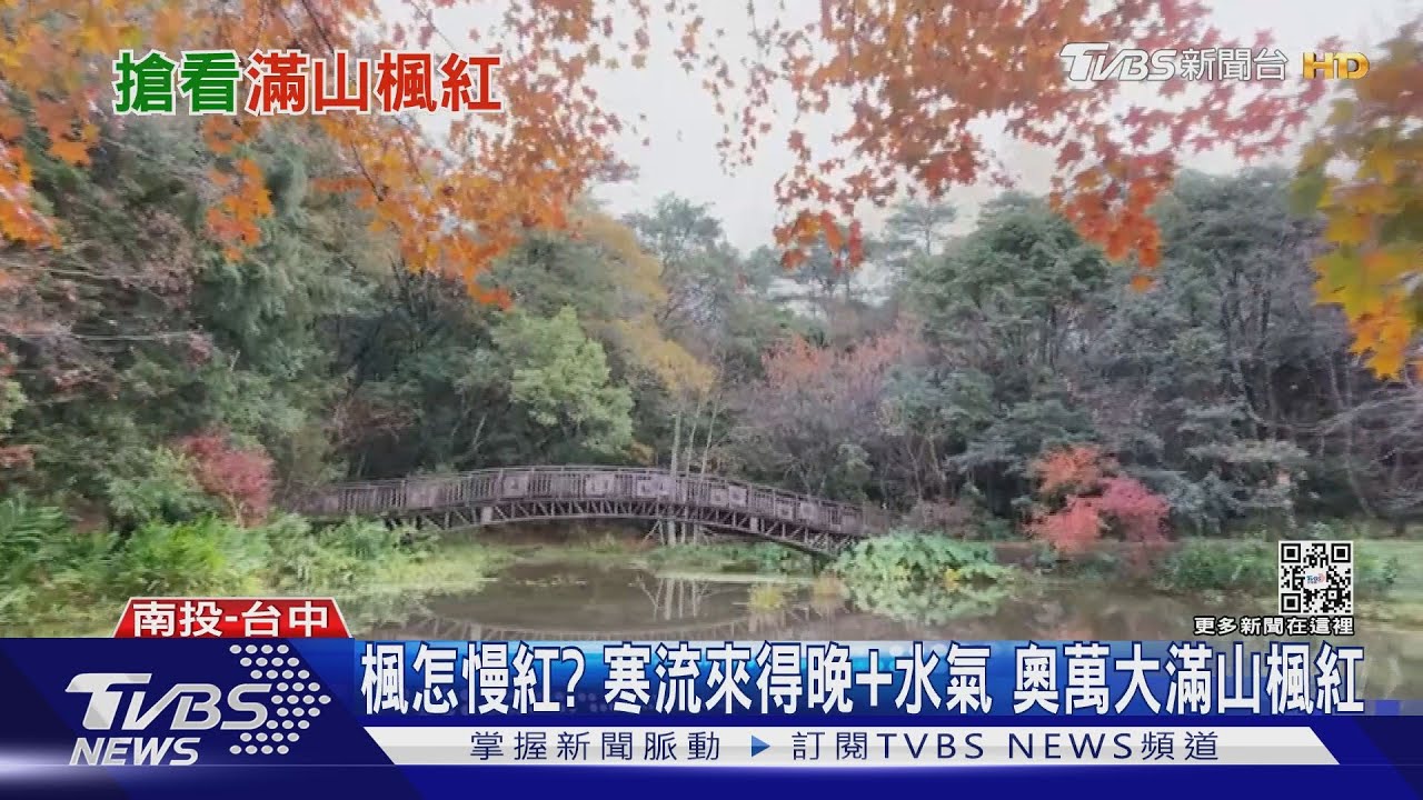 楓怎慢紅?寒流來得晚+水氣 奧萬大滿山楓紅