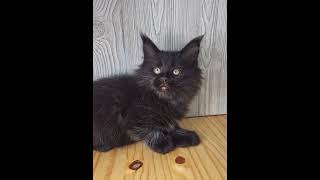 Donna a sweet girl! #cat #mainecoon #kitten