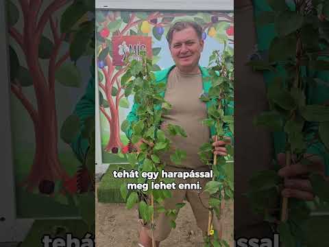 Fajtaajánló: minikivik videó