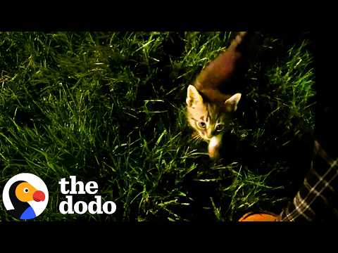 Tiny Kitten Cries For Help Right Outside Woman's Window | The Dodo