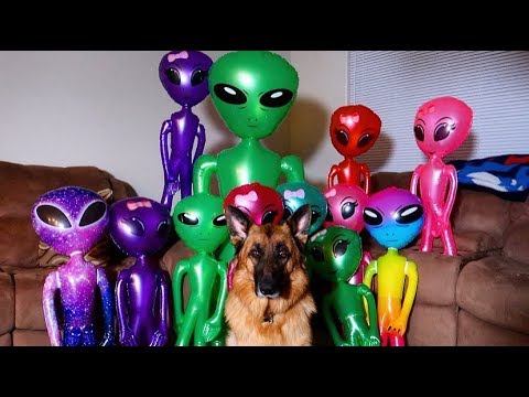 Dog Unmoved By Invasion Prank: Funny Dog Sniper Vs Aliens