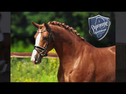 'FLASHDANCE' 2016 GELDING BY FLORIS PRINCE