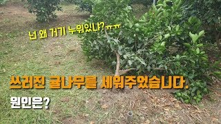감귤재배 뿌리가 부실해 쓰러진 귤나무 세워주고 묶는 작업을하였고 새뿌리 나오게하는 방법에대해여 이야기해봤습니…