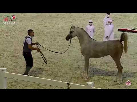N.258 FAKHR GULFA - UAE National Championship 2020 - Colts 3 Years Old (Class 9).mp4