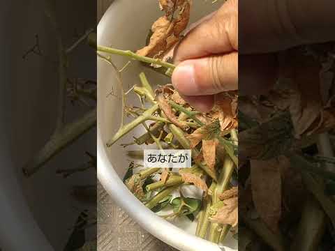 屋内および庭園の植物に効果的に肥料を与えるには、天然の自家製肥料を選択してください。  庭園