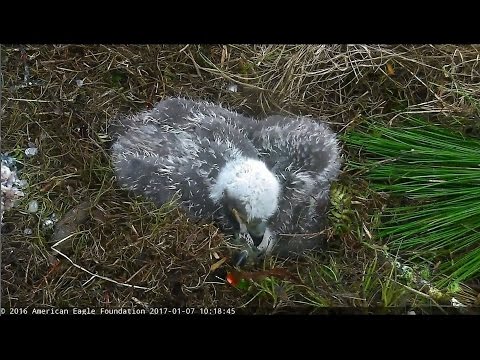 2017/01/07 10h18m a eaglet is nibbling on its sibling