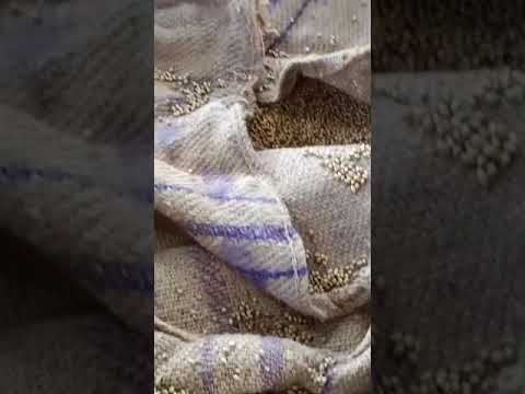 Brown coriander seeds dhaniya, packaging type: gunny bag, pa...