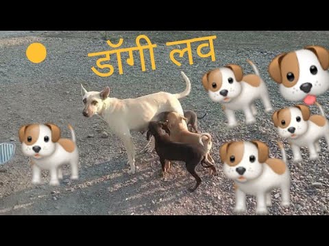 dog 🐕🐶 🐕#dogi #dogilove #viralvideo #dogi #dogilove