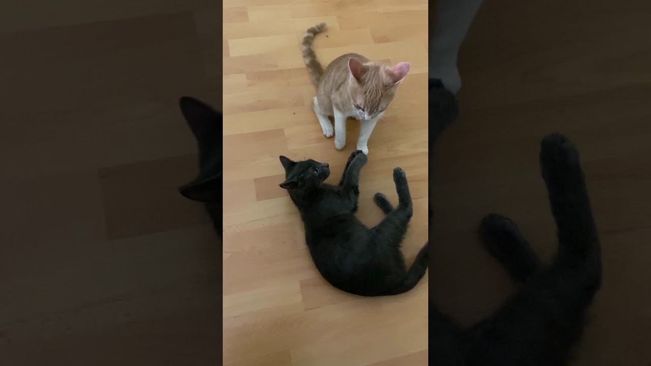 Enlarge Buckley, a Adoptable Domestic Short Hair in Los Angeles, CA video 6/6