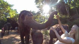 Patara Elephant Farm in Chiang Mai, Thailand